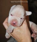 Tanyati F Litter