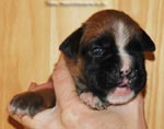 Tanyati G Litter
