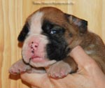 Tanyati G Litter