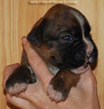 Tanyati G Litter