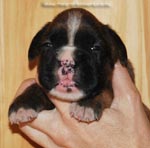 Tanyati G Litter