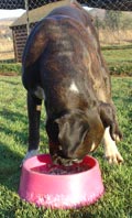 Raw feeding at Tanyati