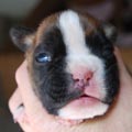 Tanyati K Litter