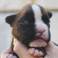 Tanyati K Litter