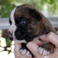 Tanyati K Litter