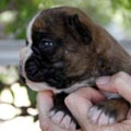 Tanyati K Litter