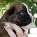 Tanyati K Litter
