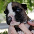 Tanyati K Litter
