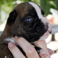 Tanyati K Litter