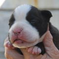 Tanyati K Litter