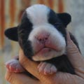 Tanyati K Litter