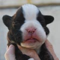 Tanyati K Litter