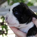 Tanyati K Litter