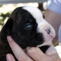 Tanyati K Litter