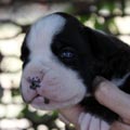 Tanyati K Litter