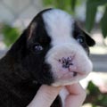 Tanyati K Litter