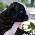 Tanyati K Litter