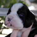 Tanyati K Litter