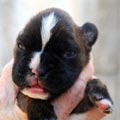 Tanyati K Litter