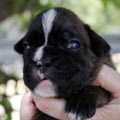Tanyati K Litter