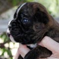 Tanyati K Litter