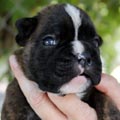 Tanyati K Litter