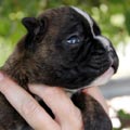 Tanyati K Litter