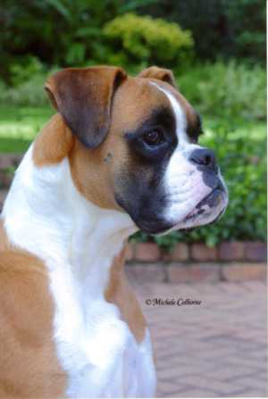 Ch Ramona's Double Delight of Tanyati