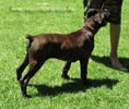W Litter Plain Brindle Girl