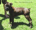 W Litter Plain Brindle Girl