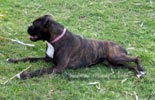 W Litter Plain Brindle Girl