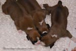 Tanyati B Litter