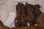 Tanyati B Litter