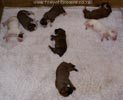 Tanyati B Litter