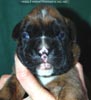 Tanyati C Litter
