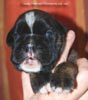 Tanyati C Litter