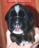 Tanyati C Litter