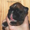 Tanyati C Litter