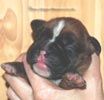 Tanyati C Litter