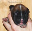 Tanyati C Litter