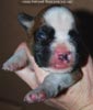 Tanyati D Litter