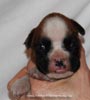 Tanyati D Litter