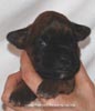 Tanyati D Litter