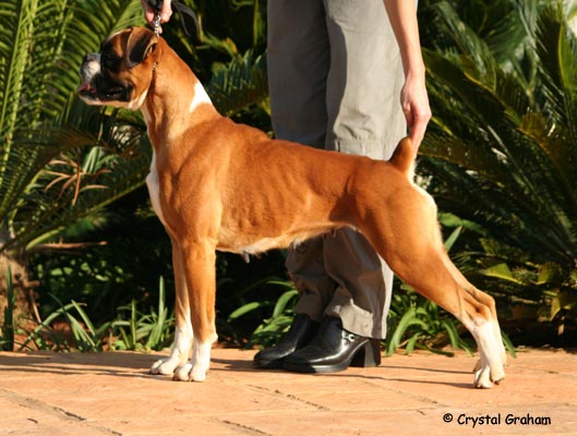 Ch Ramona's Double Delight of Tanyati