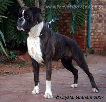 Ch Tanyati 'Nother Feeling