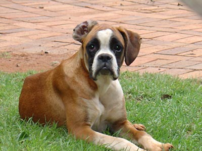 Tanyati La Petite Fleur