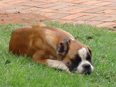 Tanyati La Petite Fleur