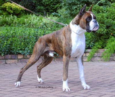 Ch Witherford Iced Mango SOM BT (imp UK)