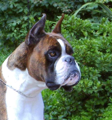 Ch Witherford Iced Mango SOM BT (imp UK)