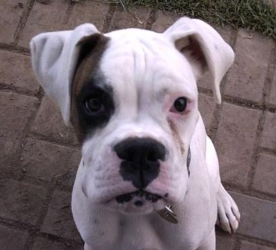 White Boxer Puppy